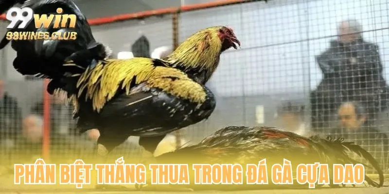 Chi tiết cách phân thắng thua trong đá gà