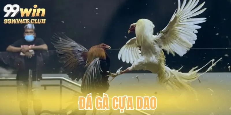 Đá gà cựa dao
