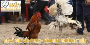 Đá gà cựa sắt 99win