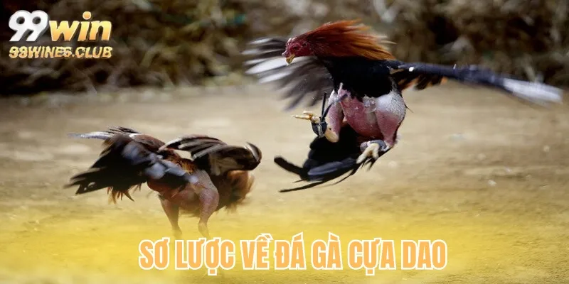 Khái quát về đá gà cựa dao