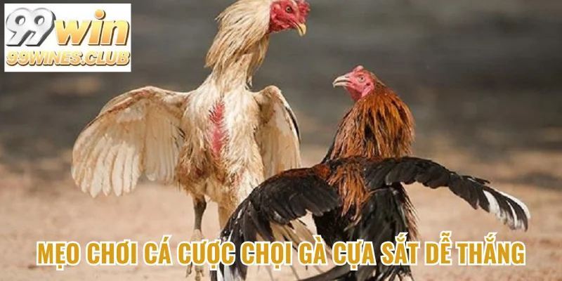 Mẹo chơi cá cược chọi gà cựa sắt dễ thắng